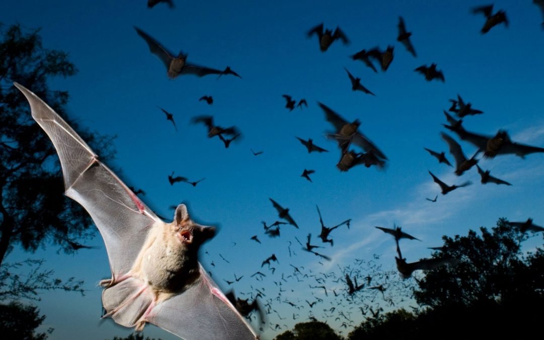 Listening | Animals – Bats
