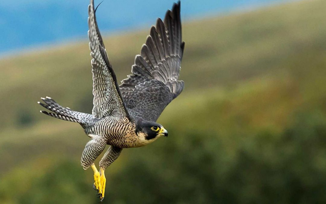 Word Power | The Rescue of the Peregrine Falcon