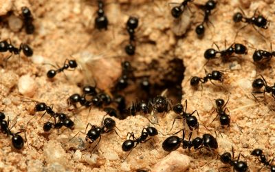 Knowledge Plus | What Do You Know about Ants?