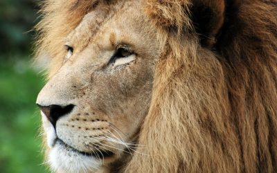 Do You Know | What Do You Know about Lions?