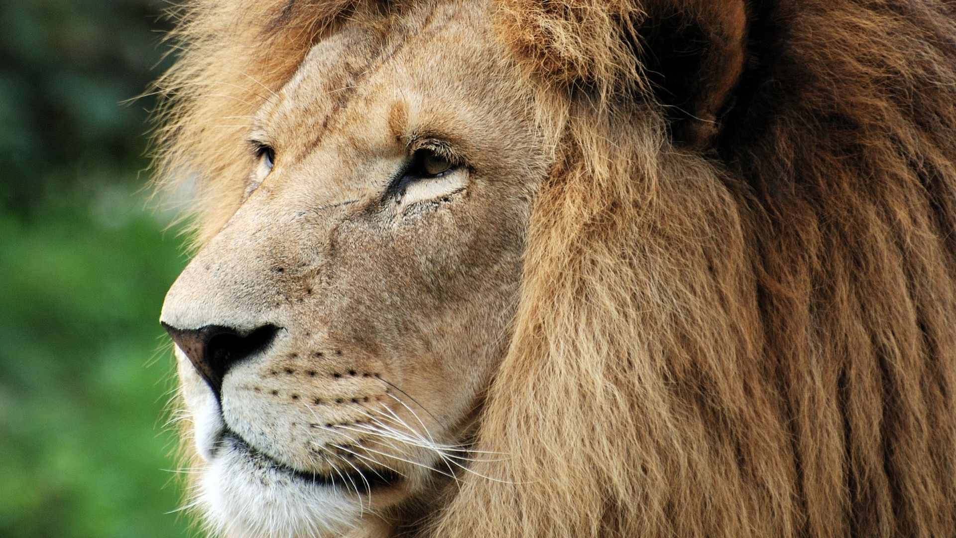 Episode 444 Do You Know - What Do You Know About Lions
