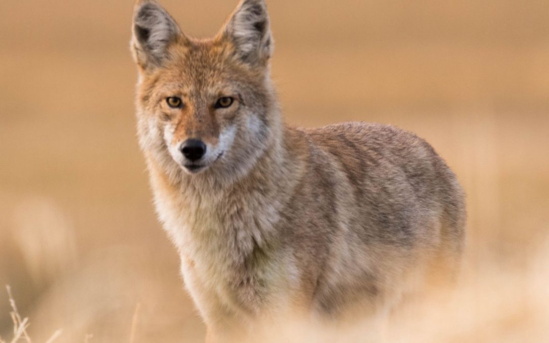 Word Power | Coyote Enters the Upper World