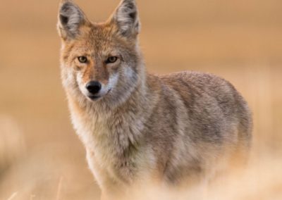 Word Power | Coyote Enters the Upper World