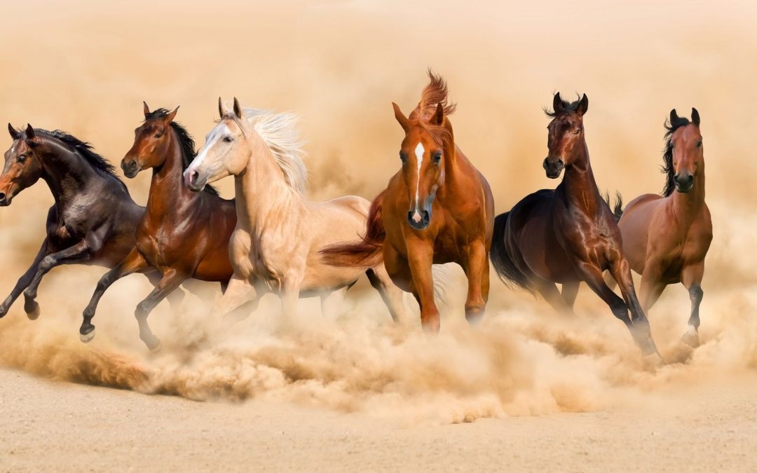 Do You Know | What Do You know About Horses?