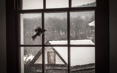 Poetry | A Broken Wing