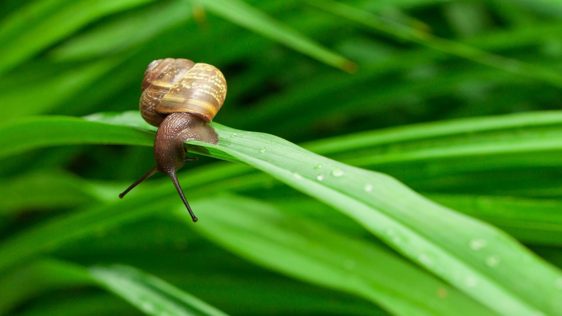 Episode 498 Poetry The Snail