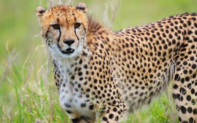 Knowledge Plus | What Do You Know About Cheetahs?