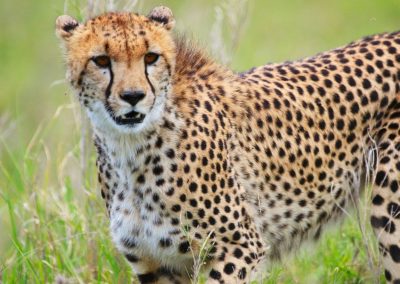 Knowledge Plus | What Do You Know About Cheetahs?