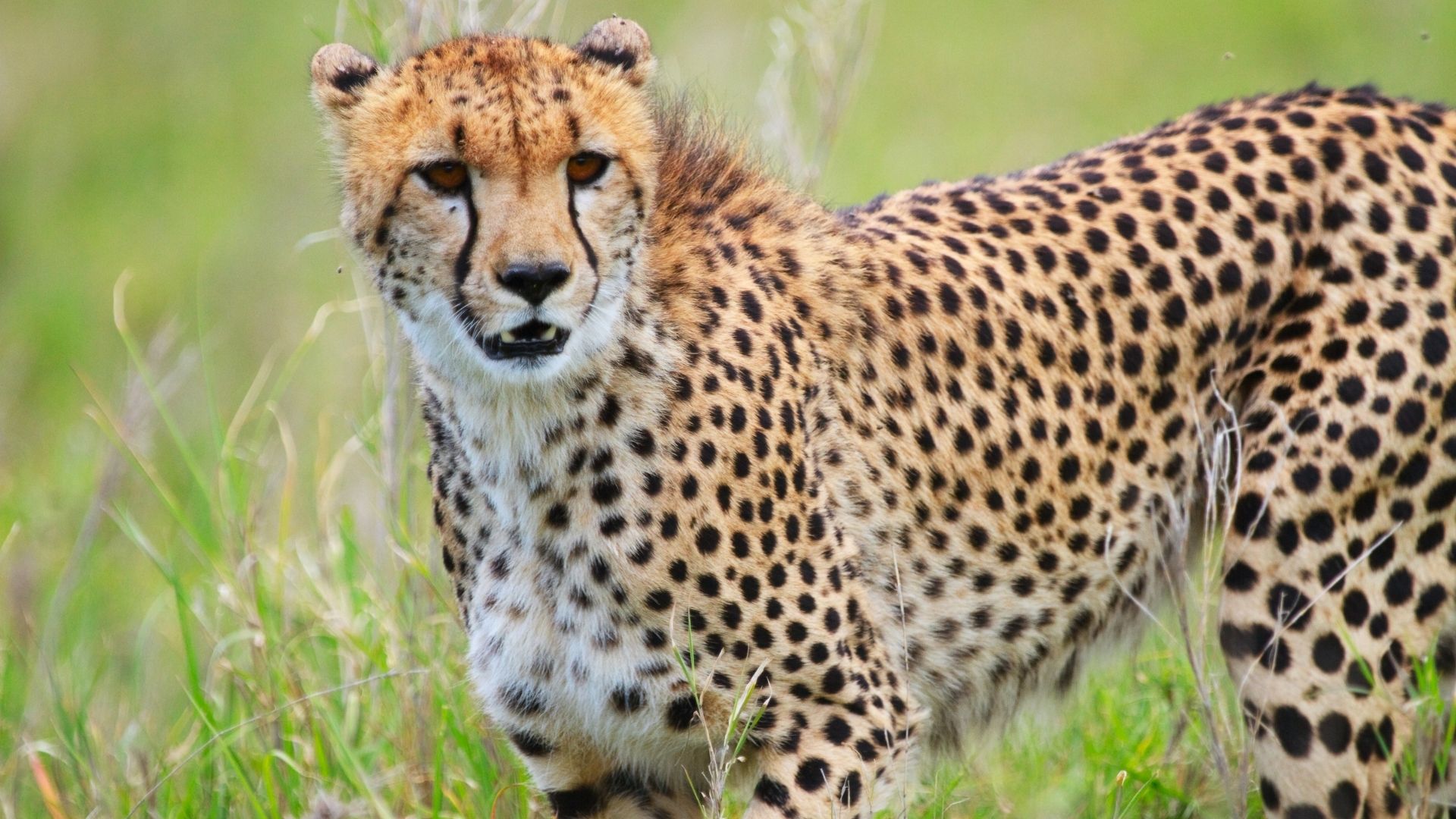 Knowledge Plus Episode 09 What Do You Know About Cheetahs