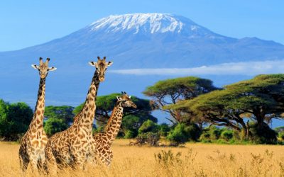 Do You Know | Giraffes