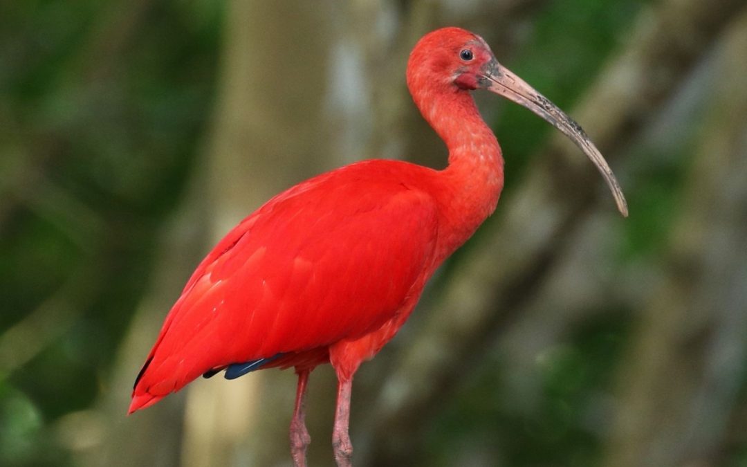 Stories | The Scarlet Ibis by James Hurst