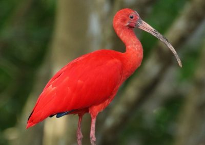 Stories | The Scarlet Ibis by James Hurst