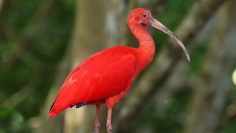 Stories | The Scarlet Ibis by James Hurst - English Plus Podcast