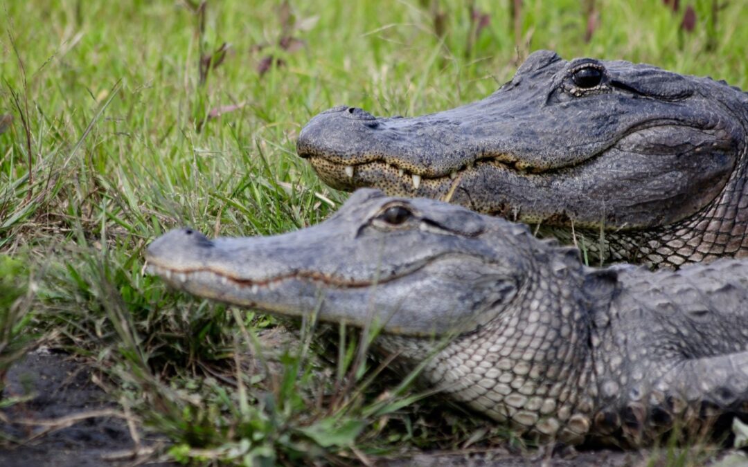 Do You Know Episode 08 What Do You Know about Alligators and Crocodiles