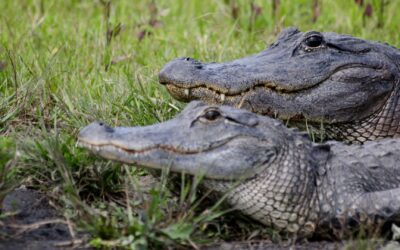 A Short Introduction to Alligators and Crocodiles