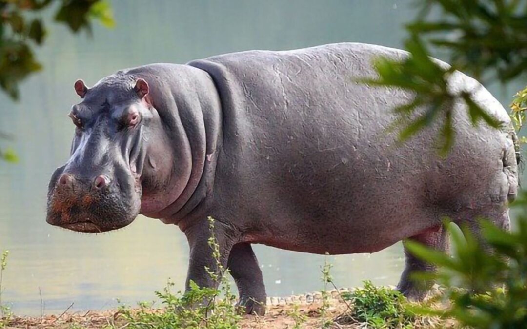 Hippopotamus | Short Reads