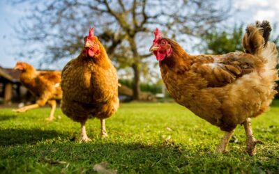 Chickens | Short Reads