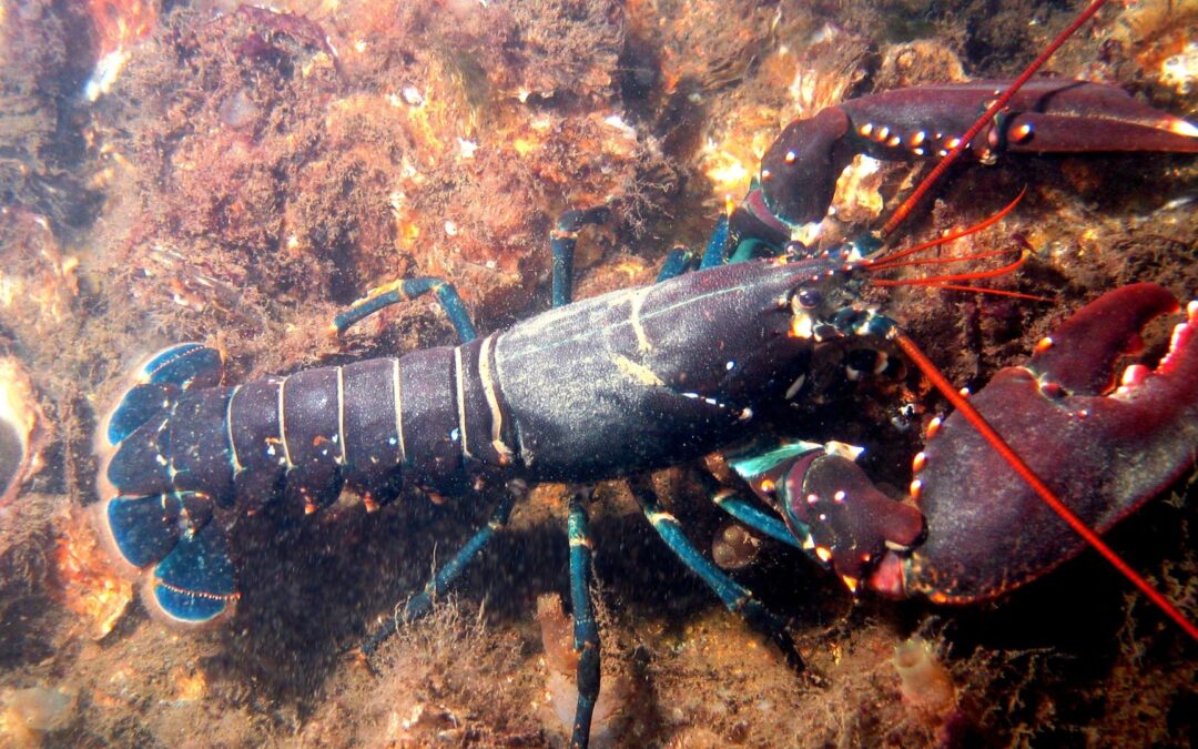 Lobsters | Short Reads