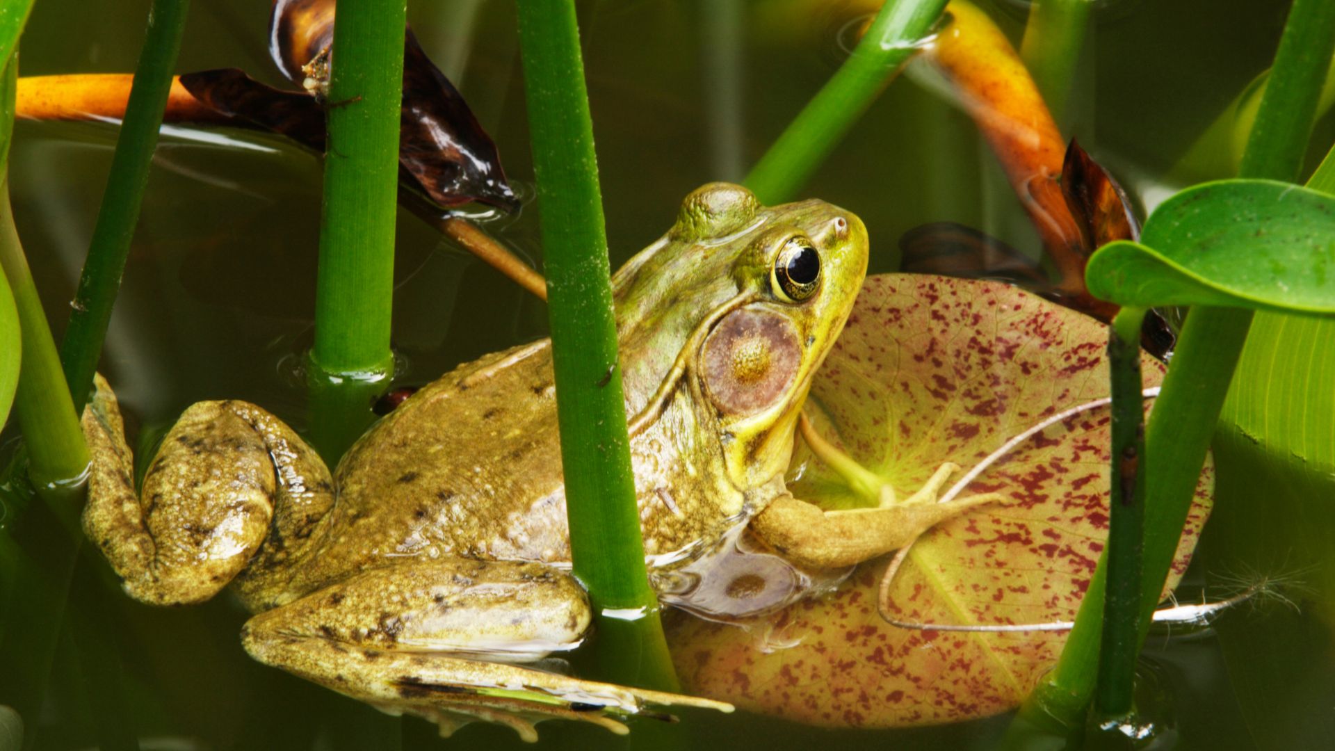 A Short Introduction to Amphibians