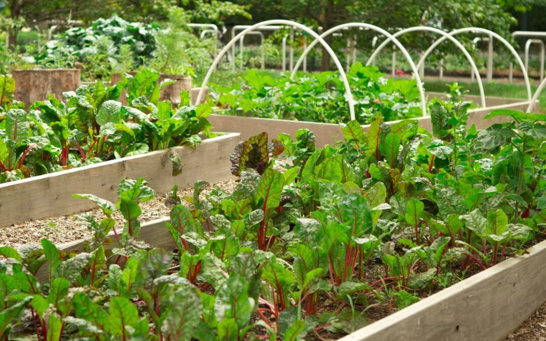 Growing Hope: How Community Gardens are Porviding Fresh Produce for Low-Income Families