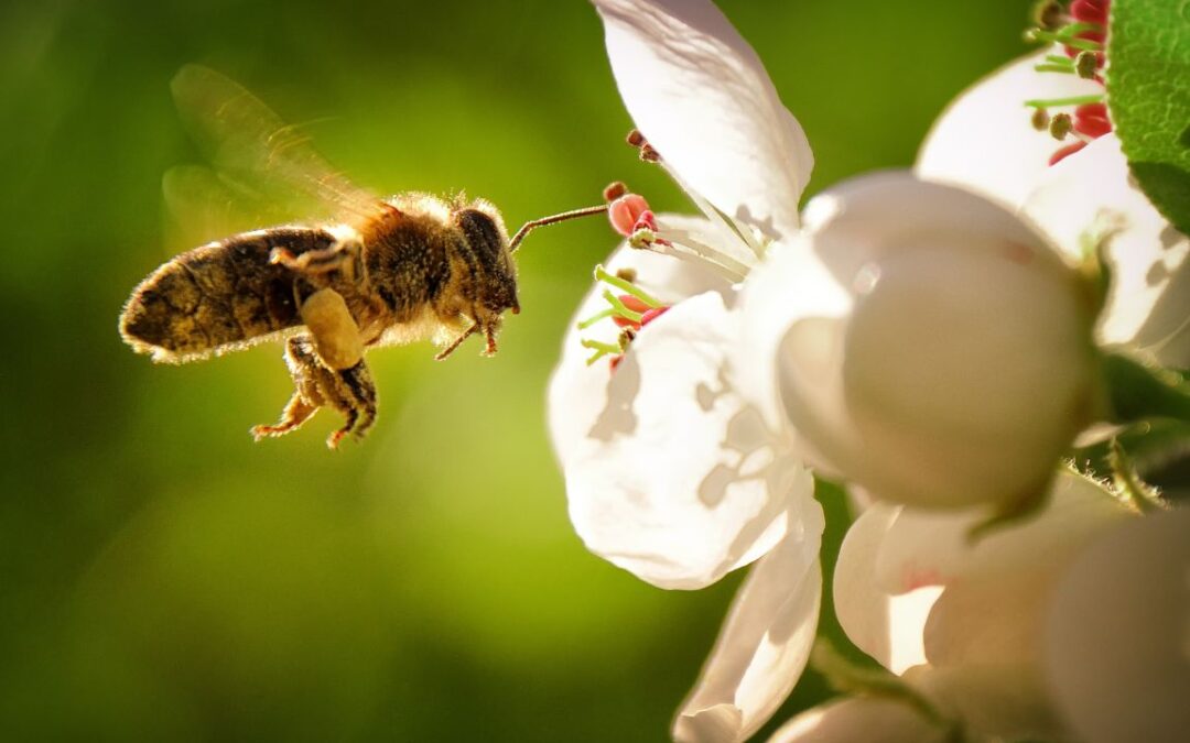 How Bees Play a Crucial Role in Our Ecosystem | Crossword Puzzle in Context