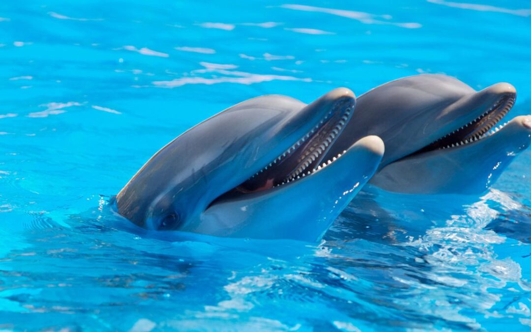 Unraveling the Mystery of Dolphin Intelligence | Crossword Puzzle in Context