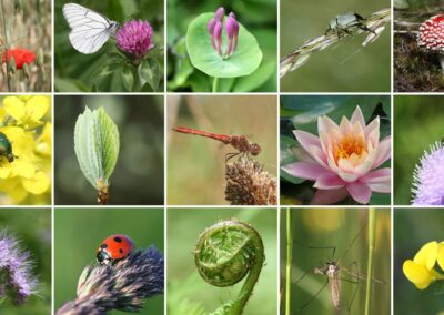 The Essential Role of Biodiversity | Crossword Puzzle in Context