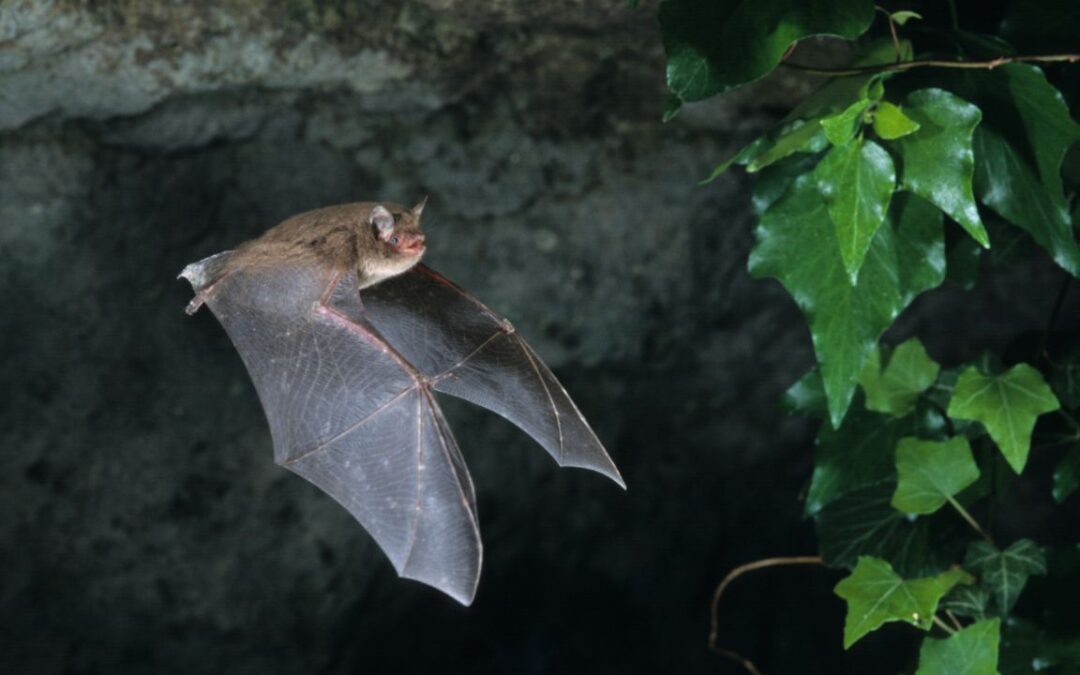 Unmasking the Myth: Separating Fact from Fiction – Do Bats Truly Lack Vision?
