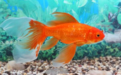 Unraveling the Goldfish Memory Myth: Debunking the Three-Second Memory Fallacy