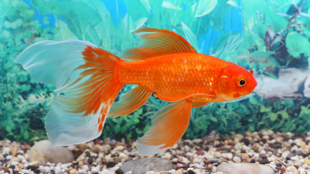 Goldfish have a Three-Second Memory