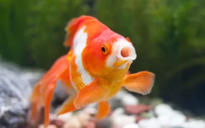 Beneath the Glass: Debunking the Myth of the Goldfish Memory