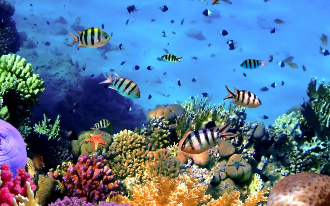 Coral Reefs: Unveiling the Vibrant Rainforests of the Sea