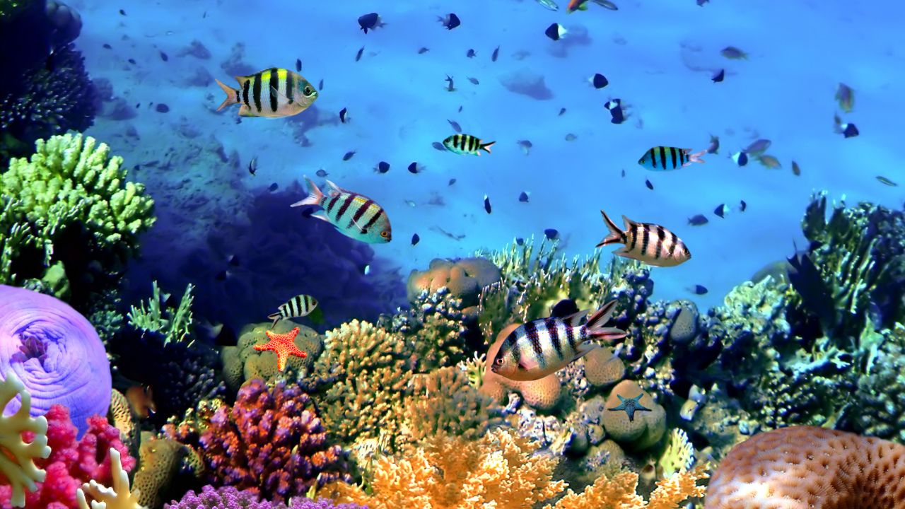Planet Earth-Coral Reefs