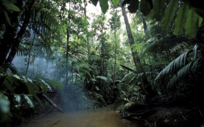 The Amazon Rainforest: Breathing Life Into Planet Earth