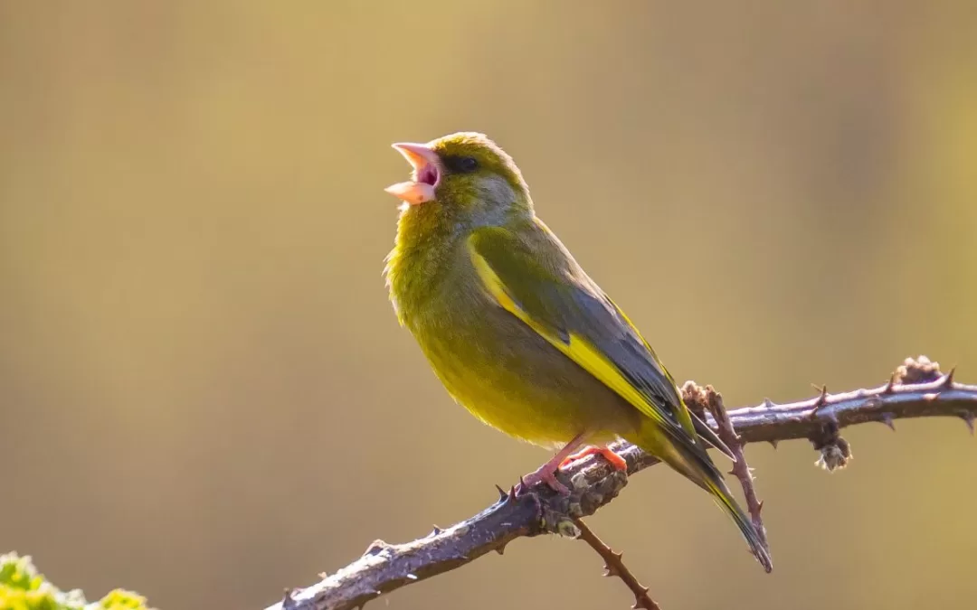 The Beauty of Birdsong: Nature’s Intricate Avian Communication