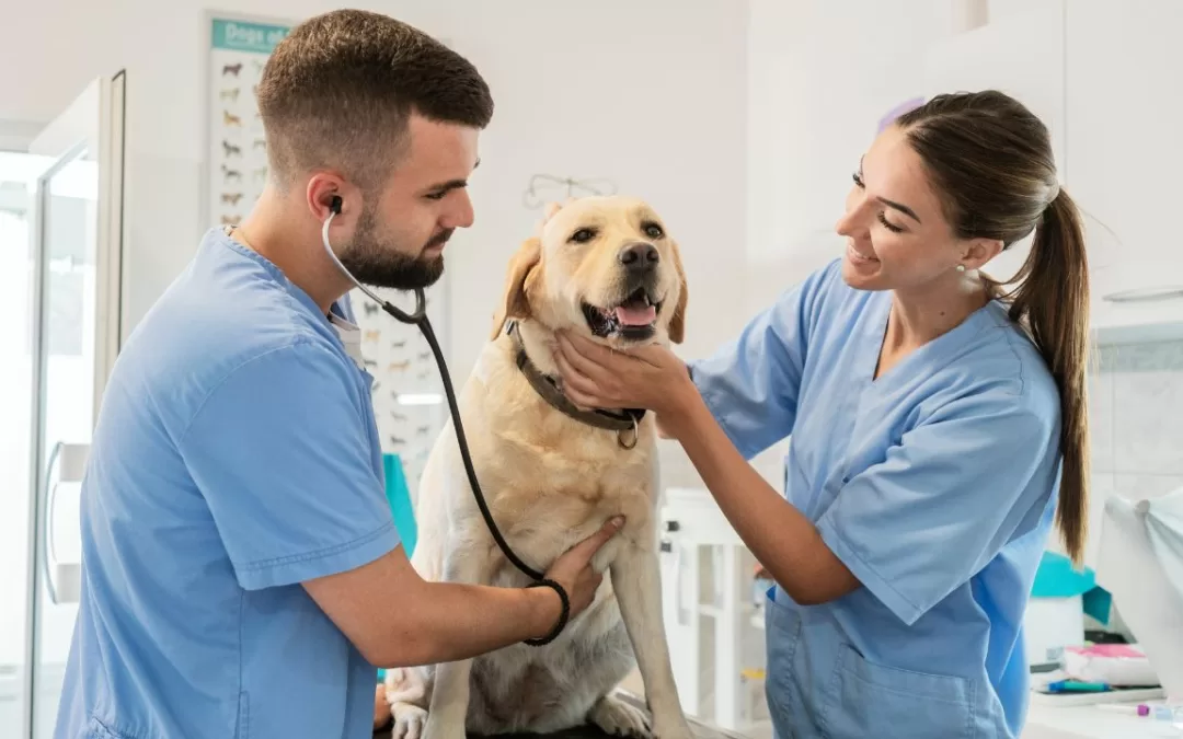 Unveiling the Horizon: The Future Role of Veterinarians
