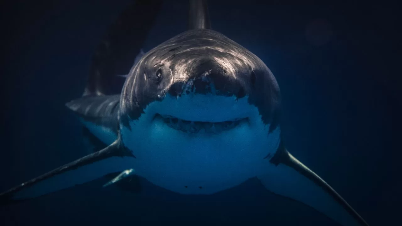 Fact or Fiction-Can Sharks Smell a Single Drop of Blood