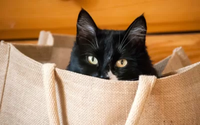 Secrets, Surprises, and Feline Escapades: Unraveling ‘Let the Cat Out of the Bag’