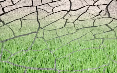 Sands of Change: A Passionate Dive into the Unfolding Tale of Desertification