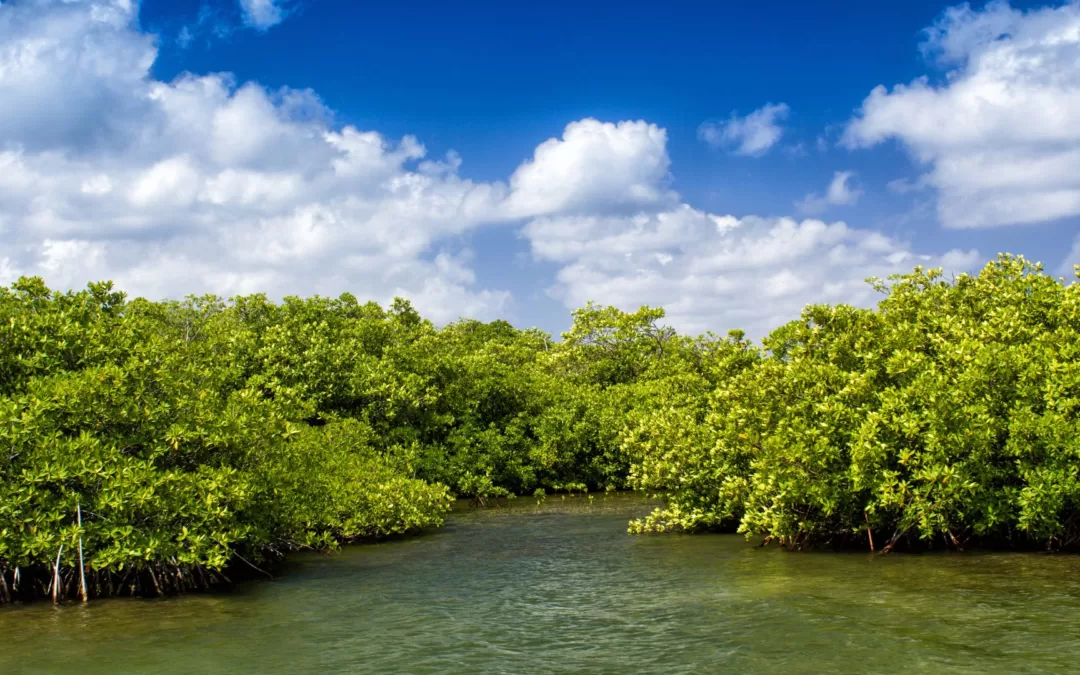 Mangroves: The Unsung Heroes of Our Coastal Symphony