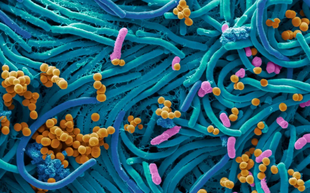 Microbial Marvels: The Unseen Forces Shaping Our Health and Ecosystem