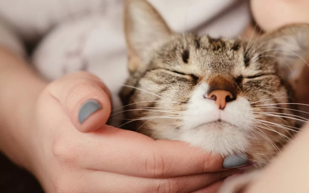 The Purring Mystery: Unraveling Why Cats Purr and What It Means