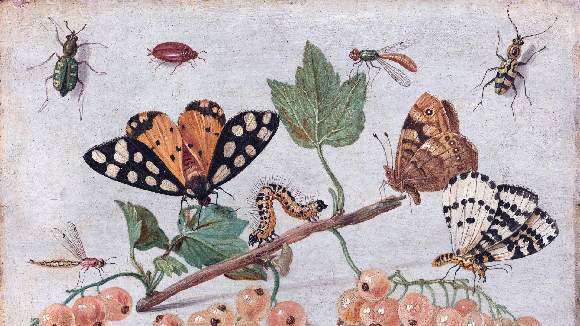 The Remarkable World of Insects