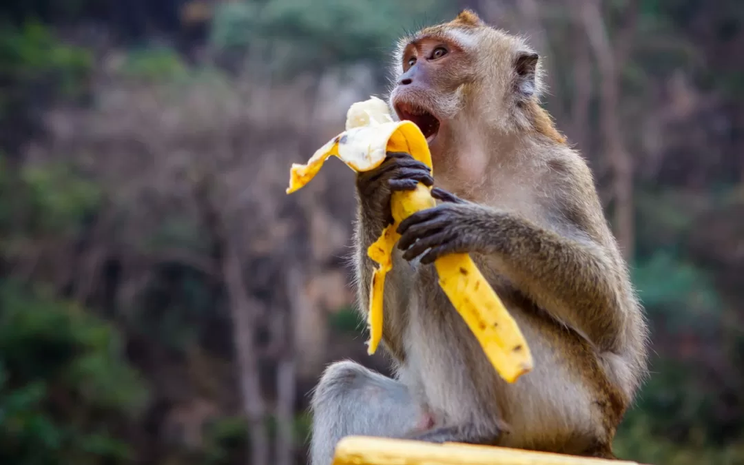 Monkey Business: The Legend of the Banana Heist