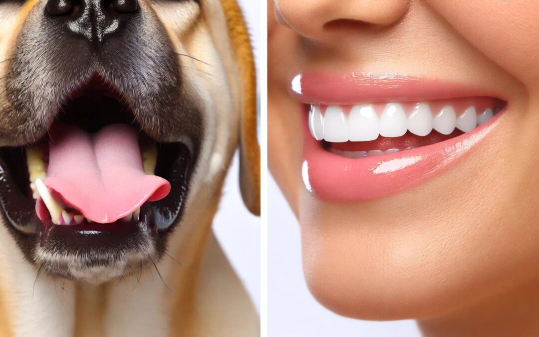 Is a Dog’s Mouth Really Cleaner Than a Human’s?