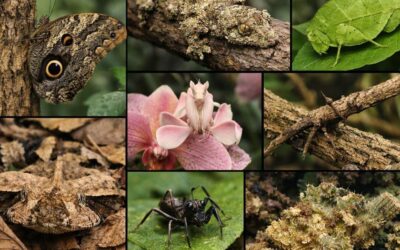 Master of Disguise: The High-Stakes Art of Natural Deception