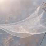 Gossamer